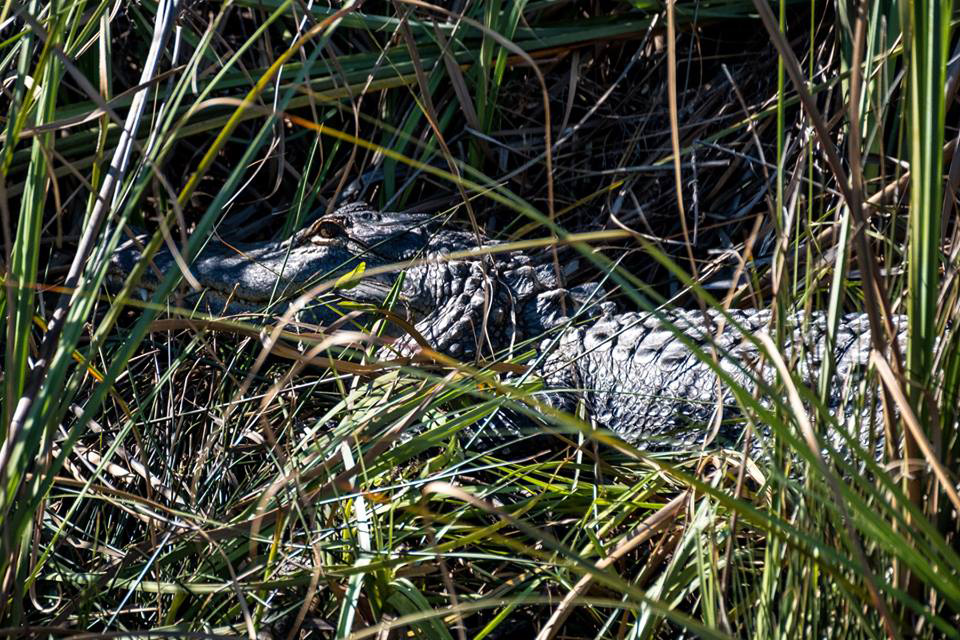 Alligators on 30A