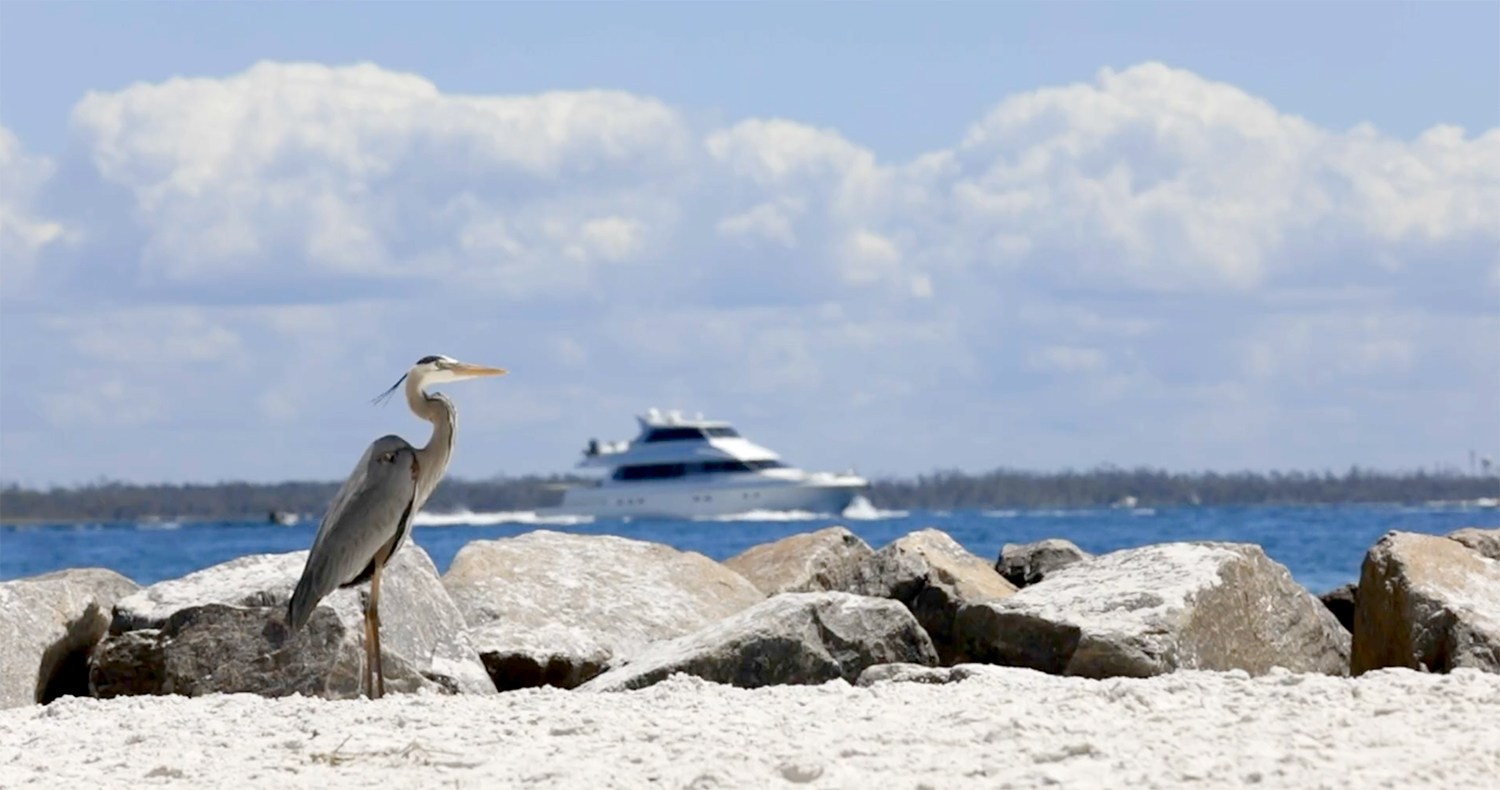 Bird Watching St Andrews State Park