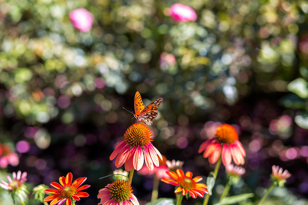 Butterfly Flower