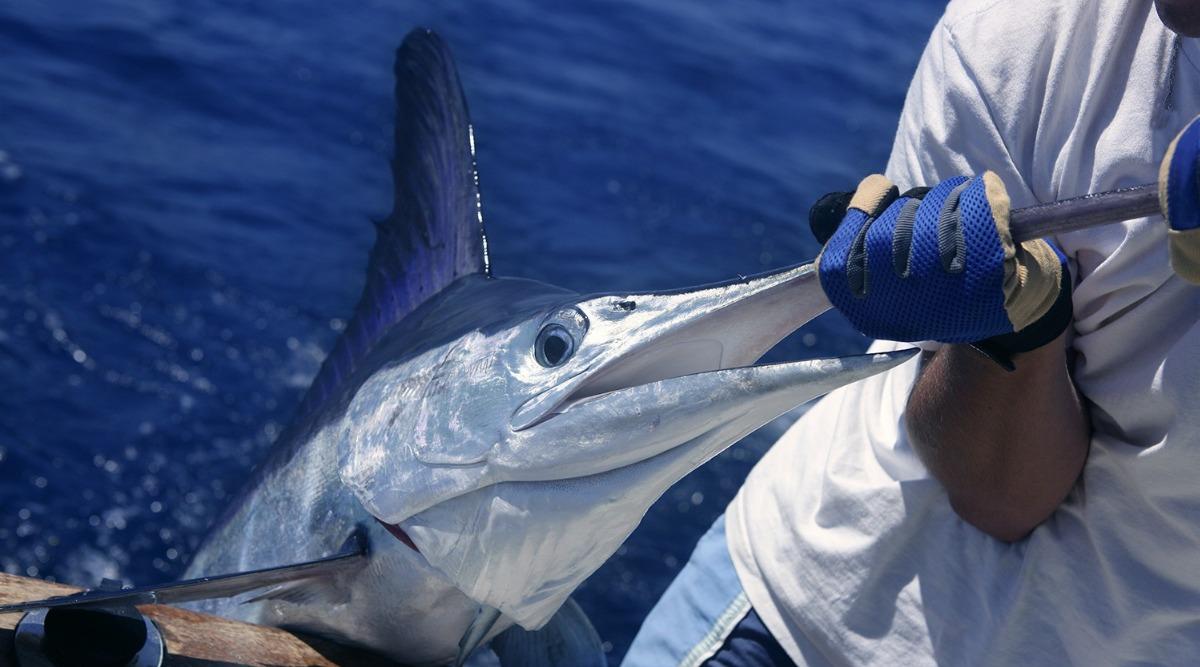 The Emerald Coast Blue Marlin Classic