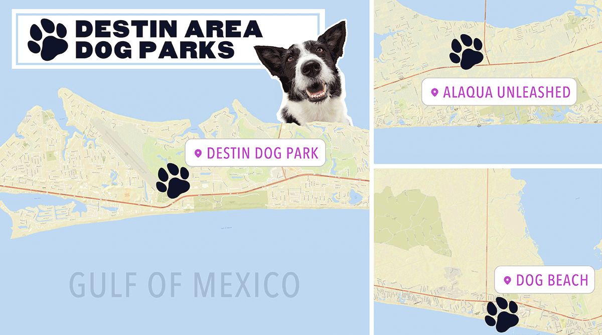 Destin Vacation Guide For Dogs Ocean