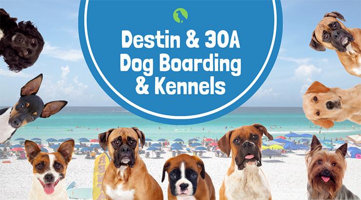 Destin & 30A Dog Boarding