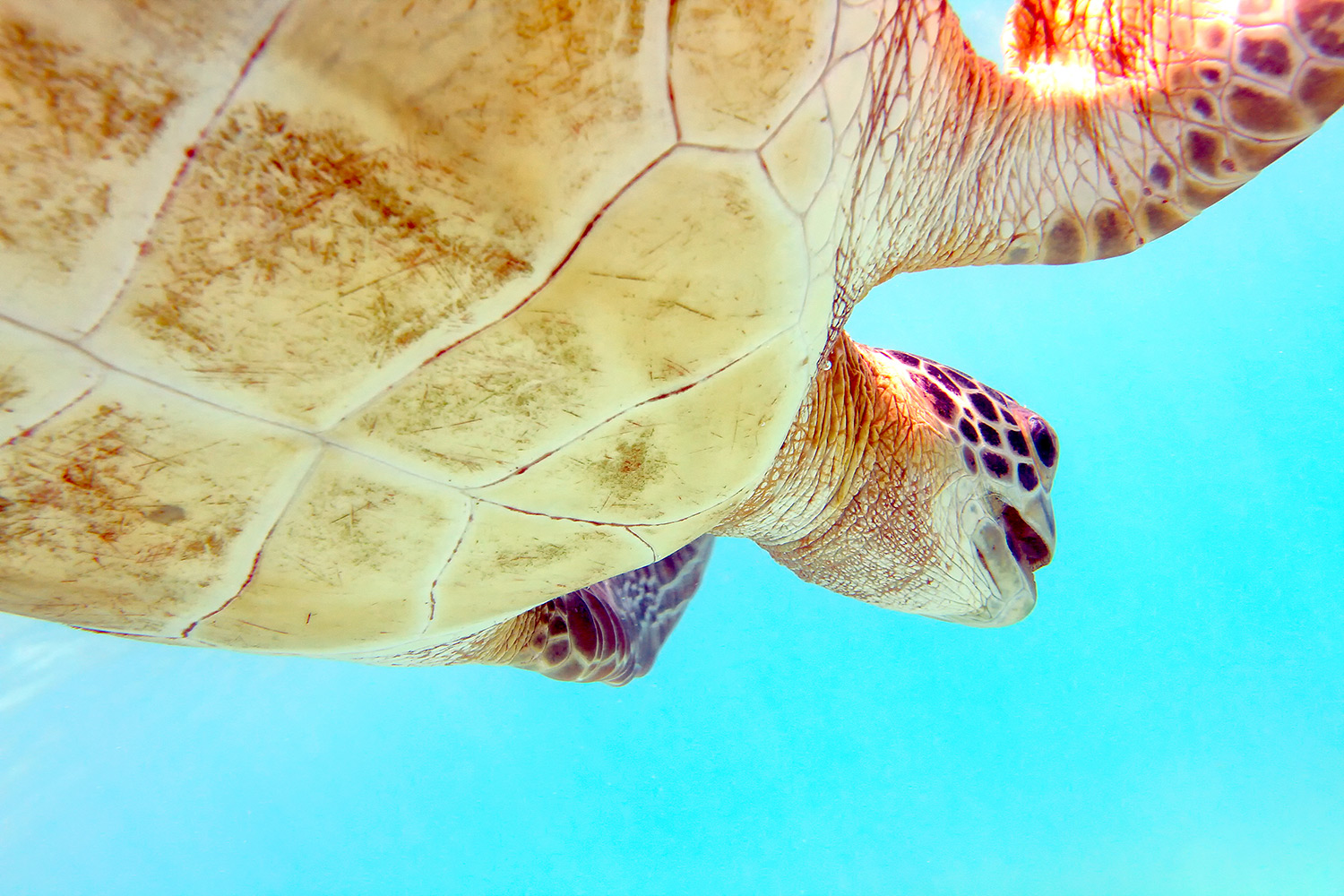 Destin Turtle Swimming Destin Turtle Swimming