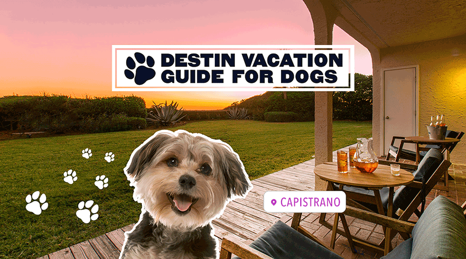 Destin Vacation Guide for Dogs
