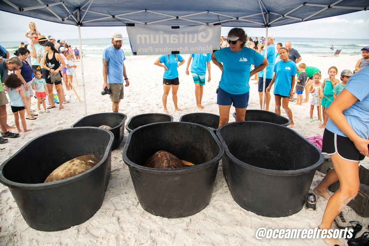 Rescuing a Sea Turtle