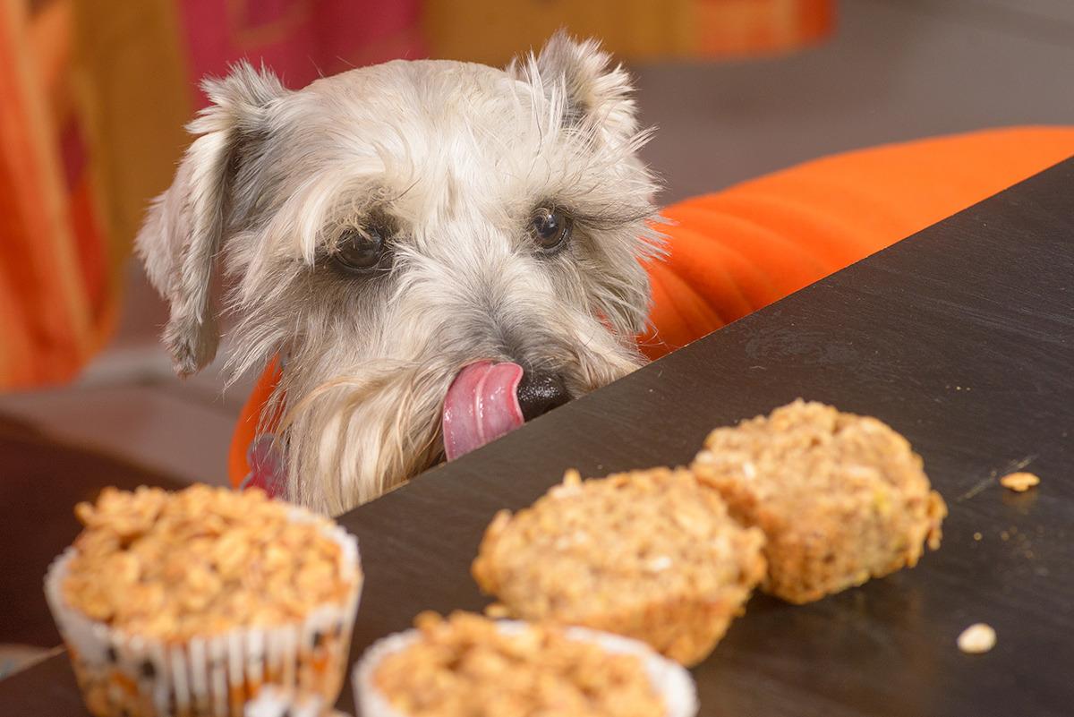 Pet-Friendly Bakeries