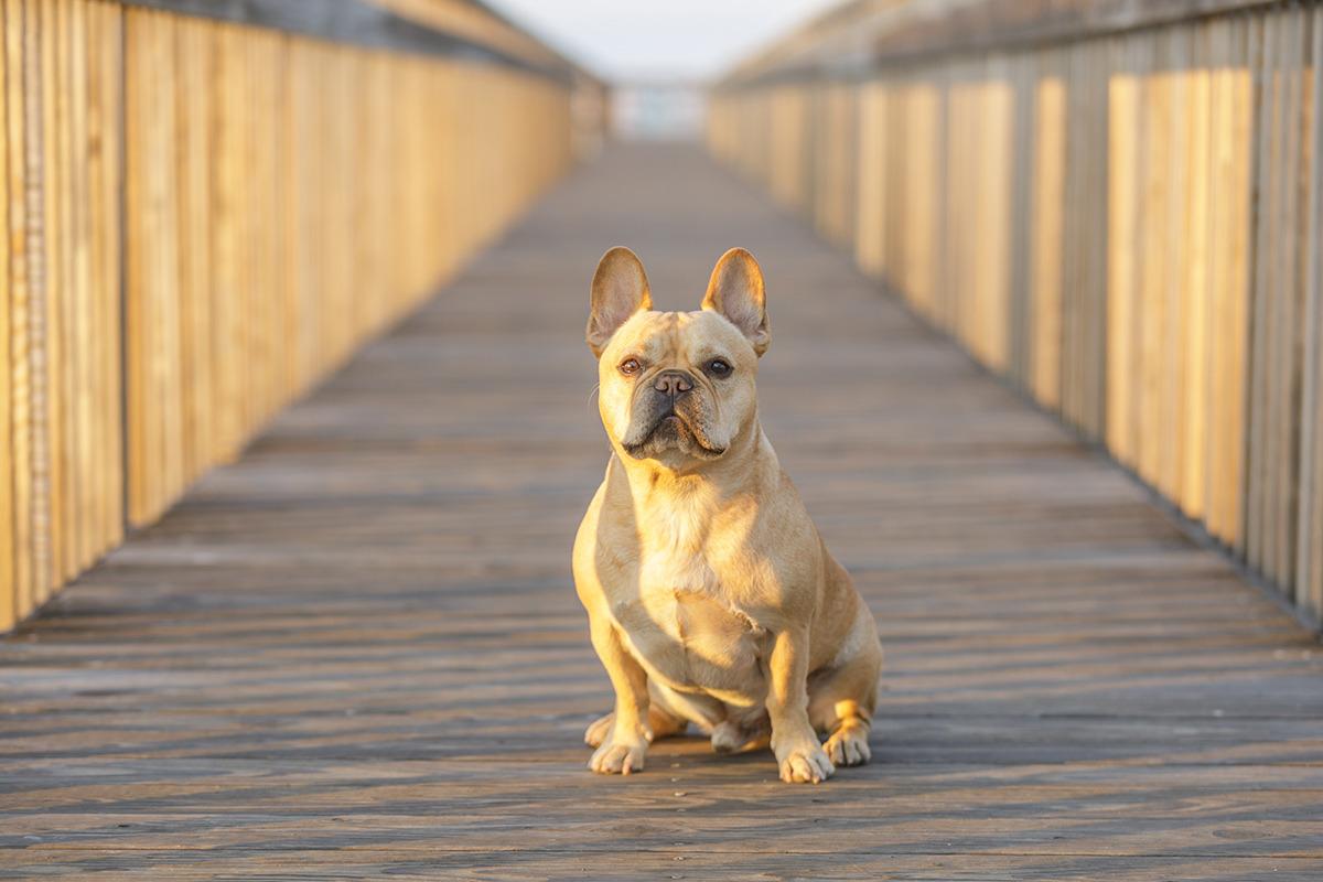 Pet-Friendly Beaches