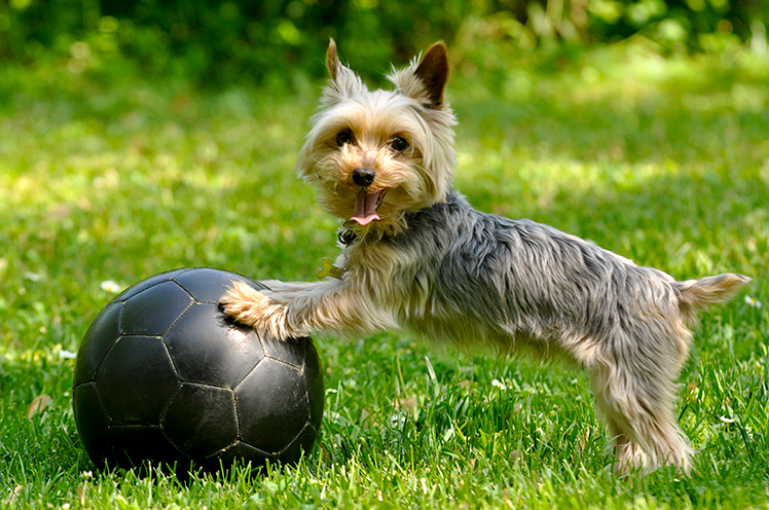 Destin & South Walton Dog Parks