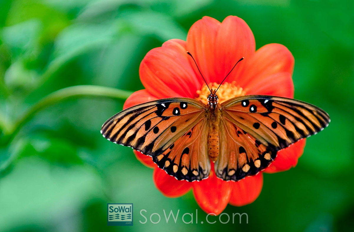 South Walton Butterflies