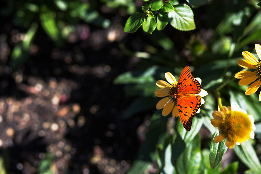 South Walton Butterflies