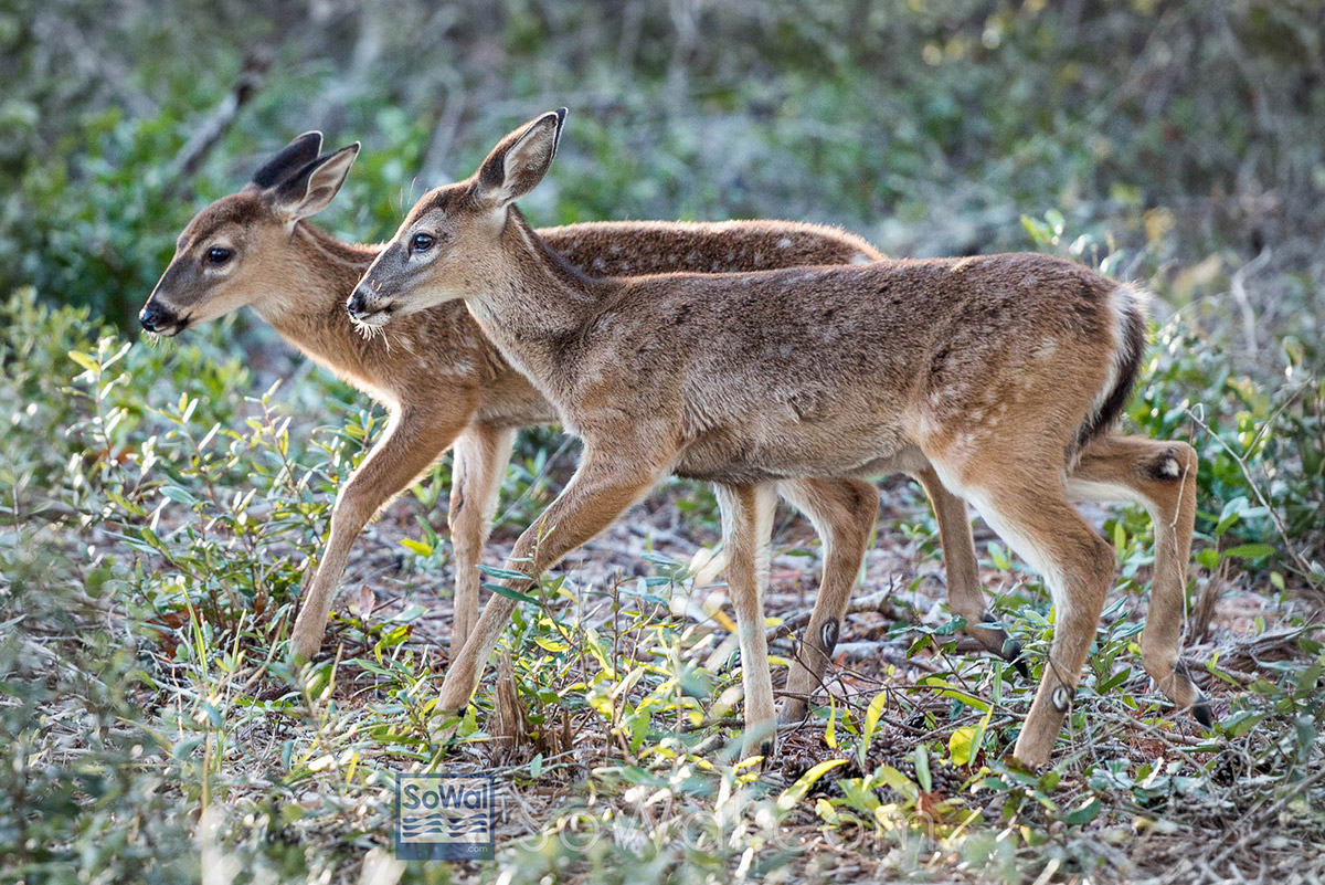 South Walton Deer