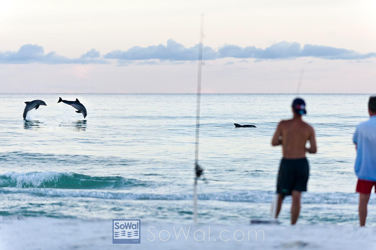 South Walton Dolphins