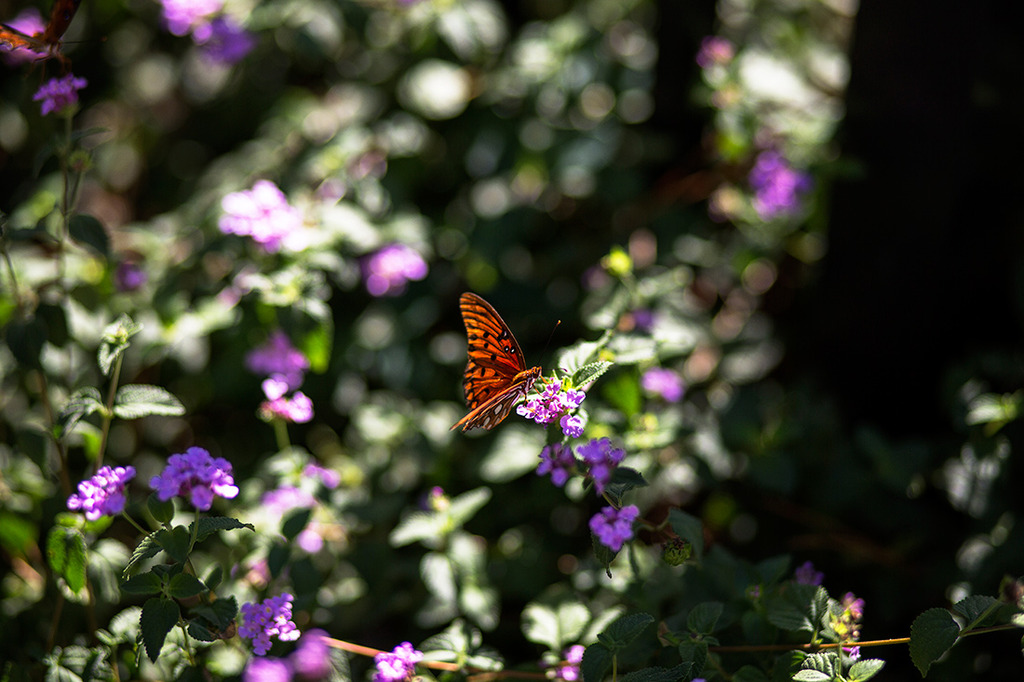 South Walton Nature