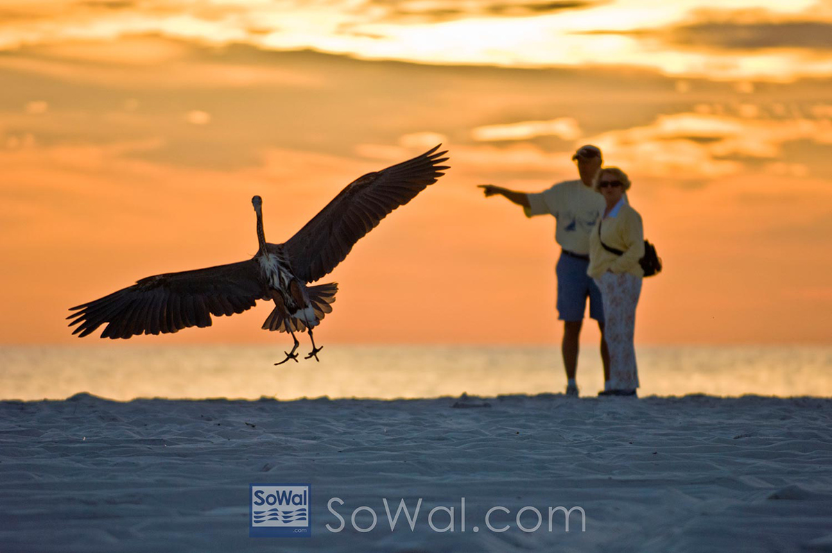 South Walton Wildlife